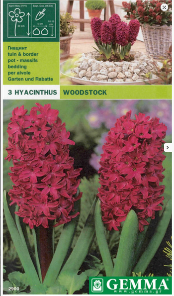 HYACINTHUS WOODSTOCK